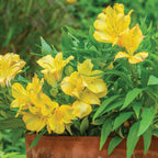 Colorita Ariane Alstroemeria
