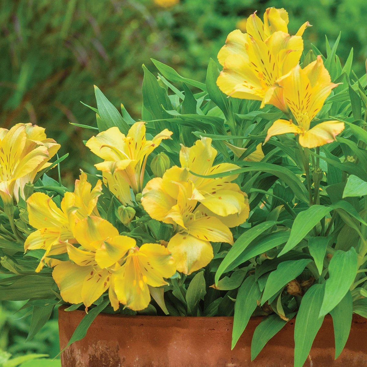 Colorita Ariane Alstroemeria