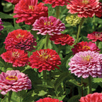 Exquisite Zinnia