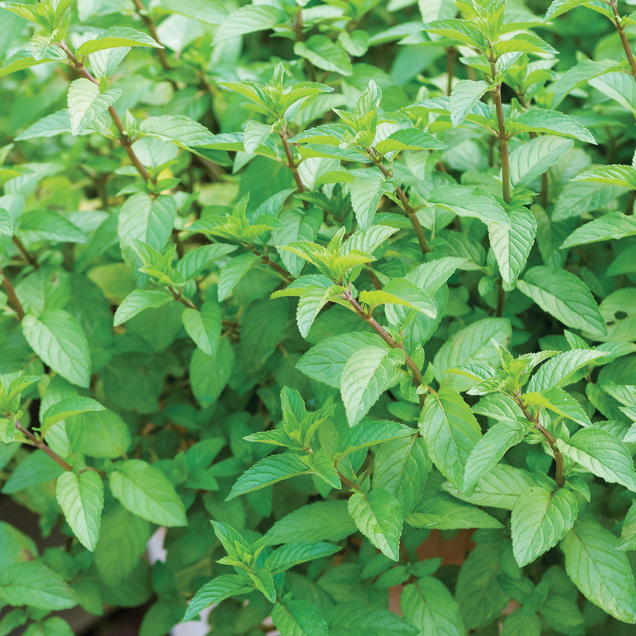 Peppermint Chocolate Mint
