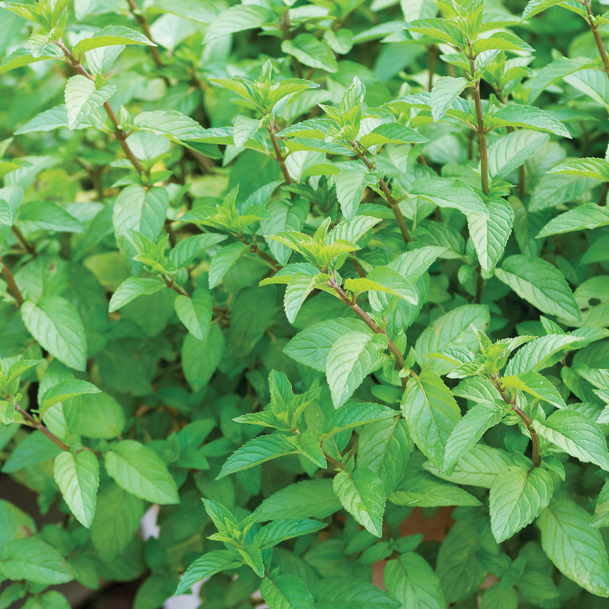 Peppermint Chocolate Mint
