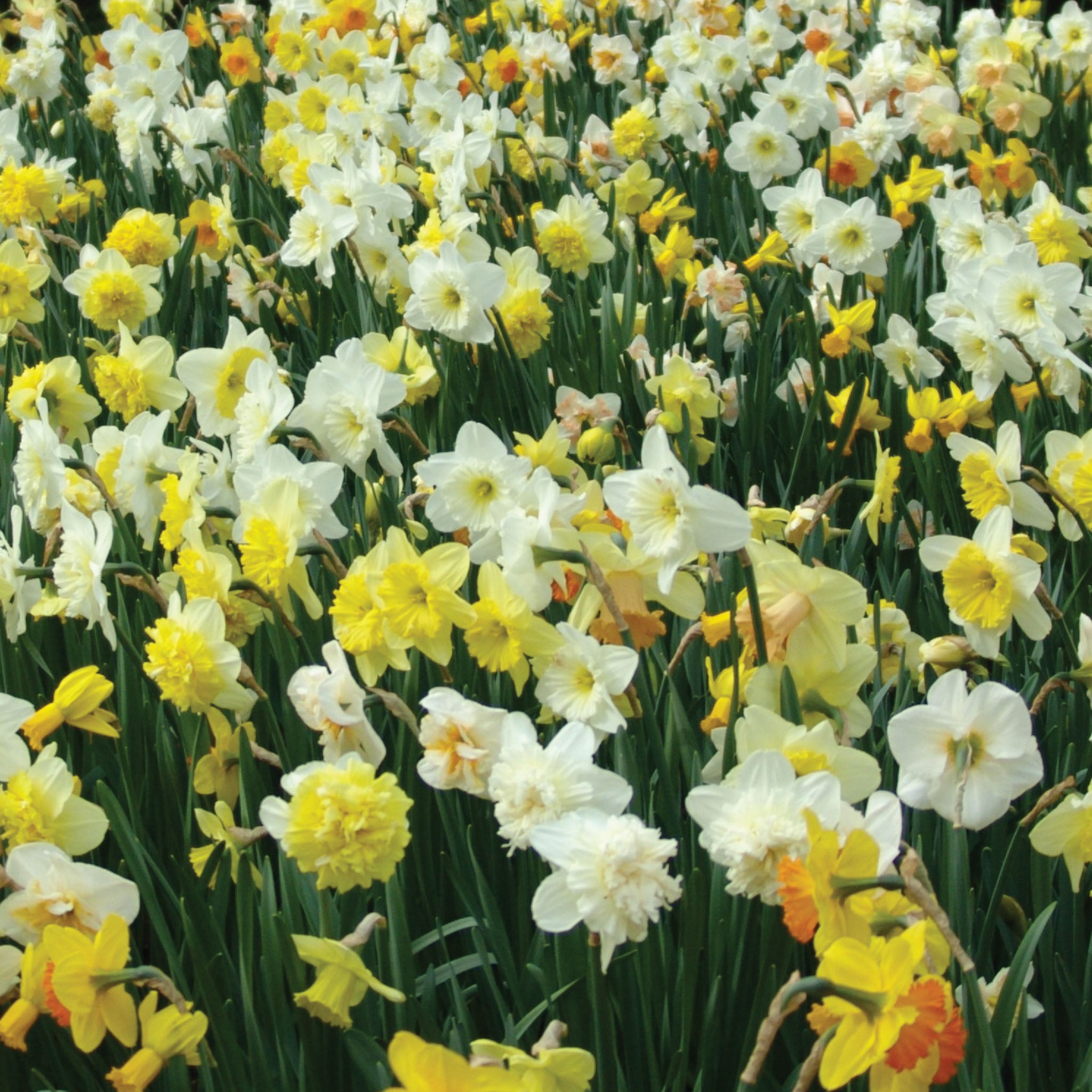 Mixed 1/2 Bushel Daffodil Bulbs