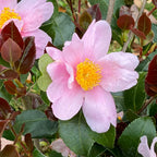 Just Chill Red Tip Camellia