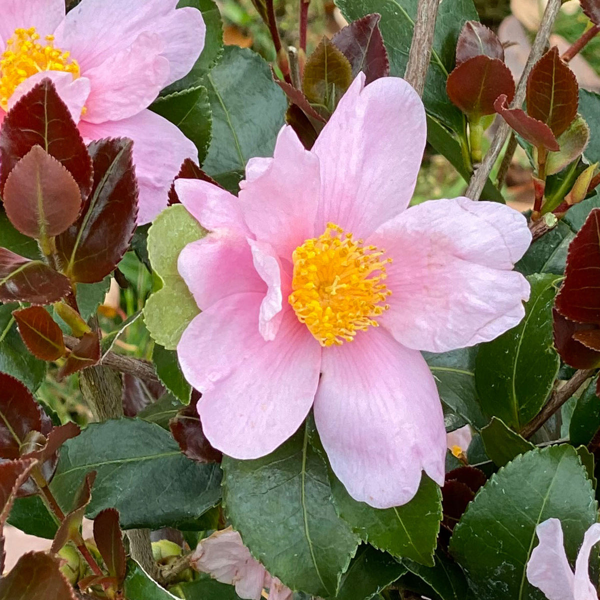 Just Chill Red Tip Camellia