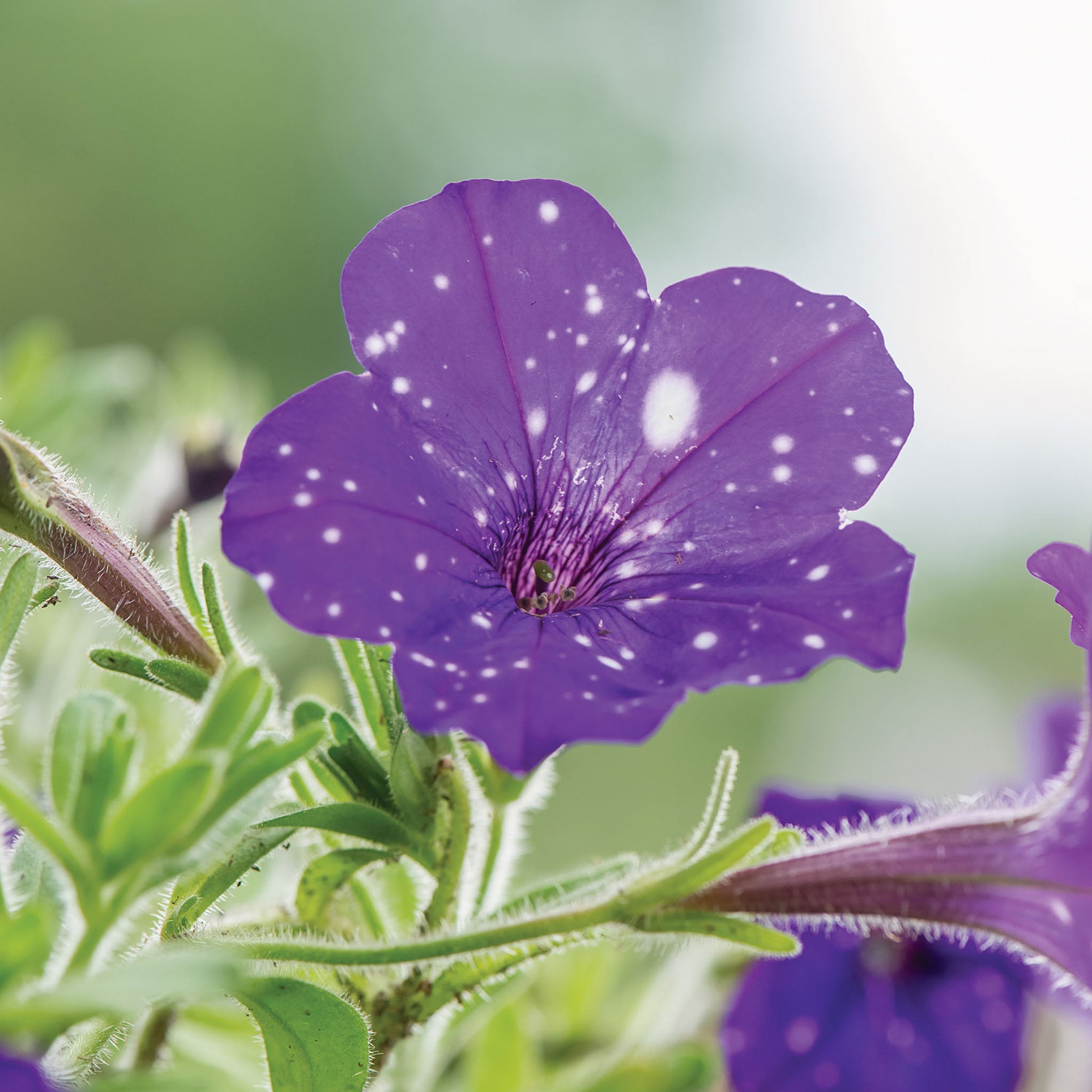 Night Sky Petunia