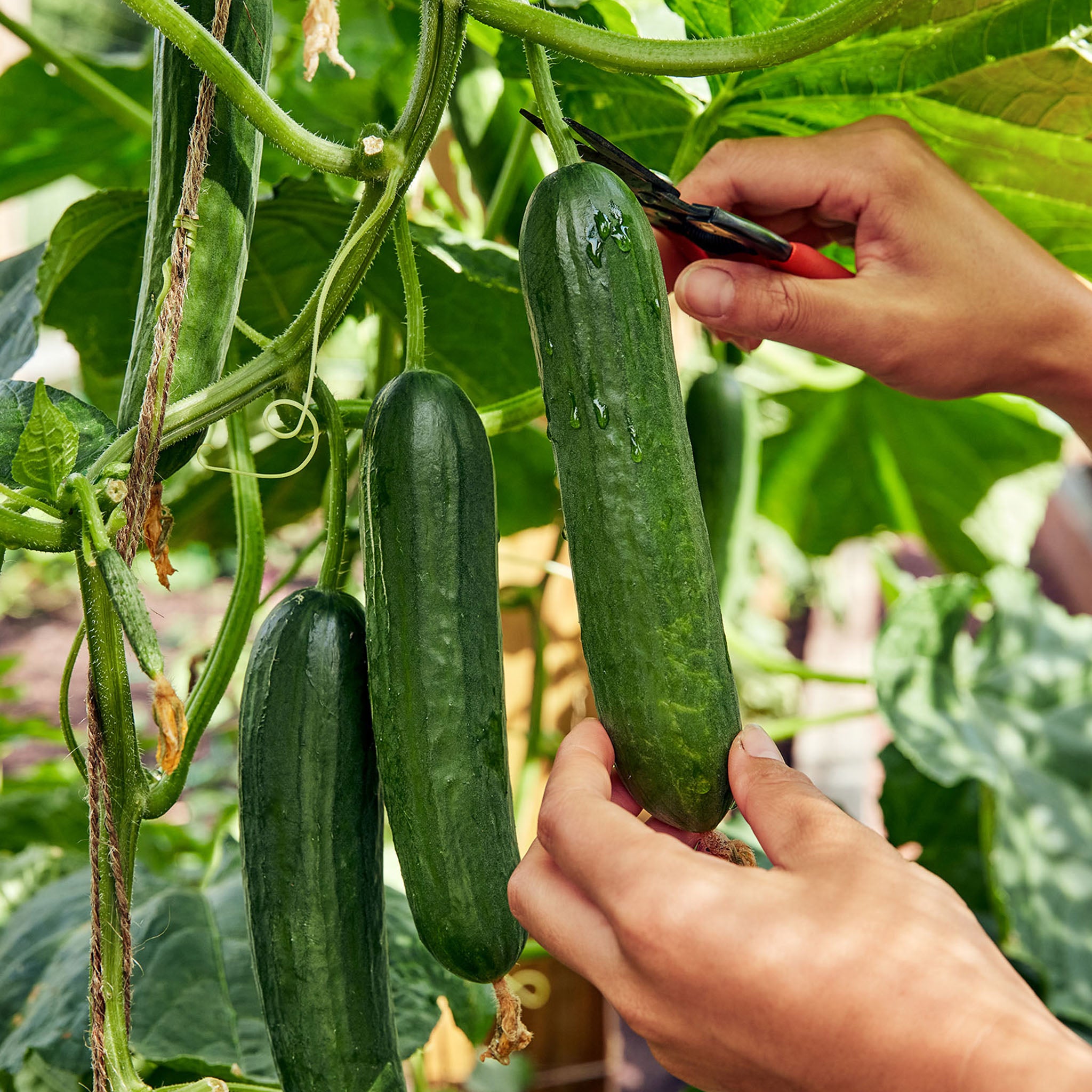 Merlin Cucumber