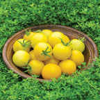 Honey Delight Tomato