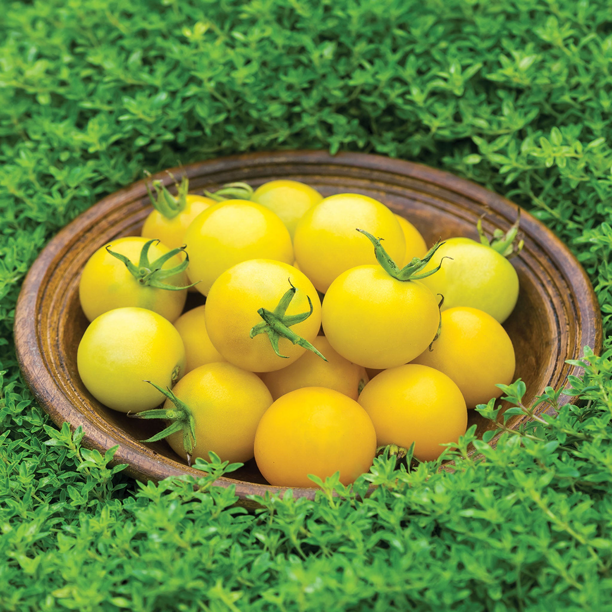 Honey Delight Tomato