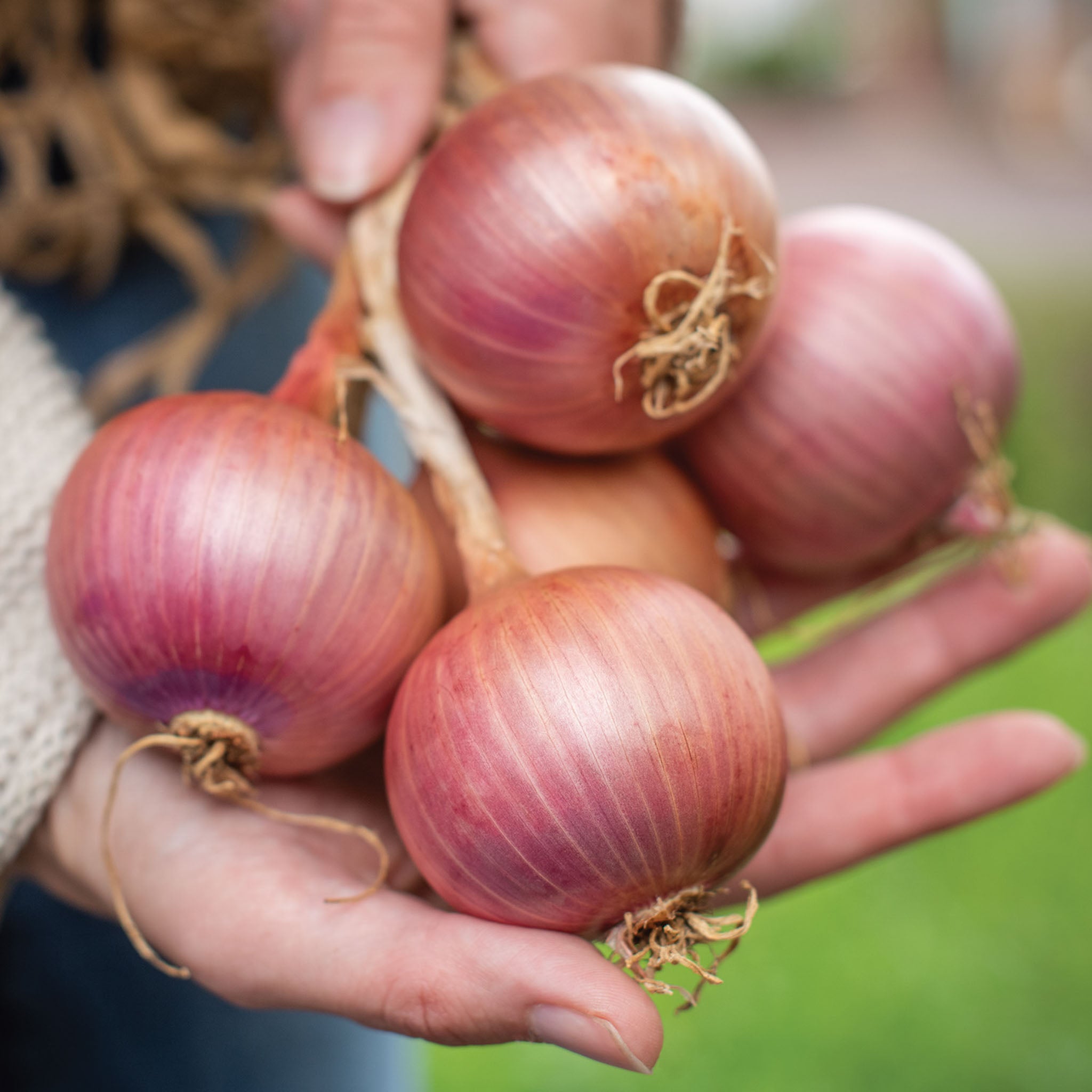 Onion Blush