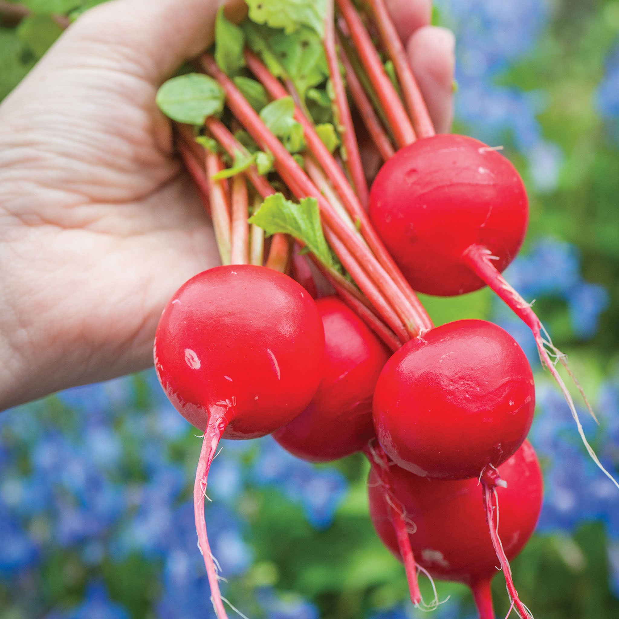 Perfecto Radish
