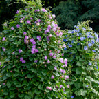 Tutu Morning Glory