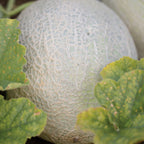 Aphrodite Cantaloupe