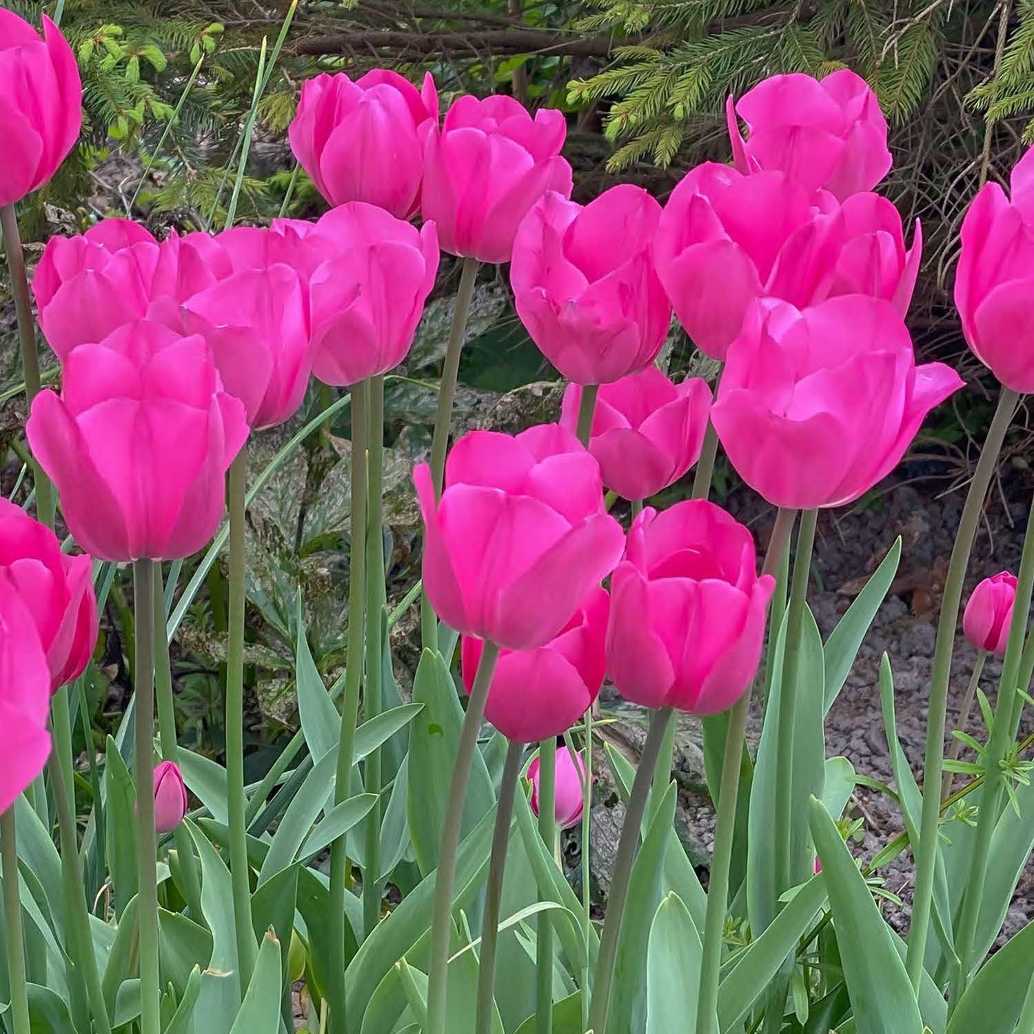 Yosemite Tulip Bulbs