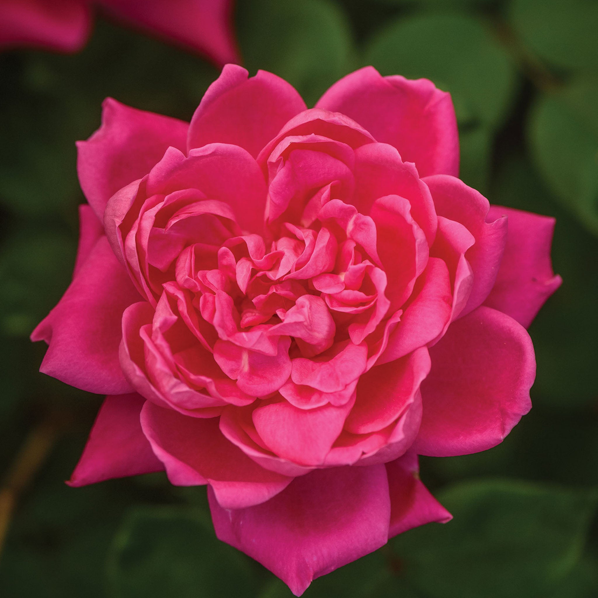 The Pink Double Knock Out Rose Bare Root