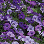Shock Wave Denim Spreading Petunia
