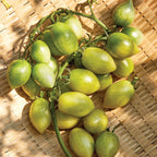 Green Envy Tomato