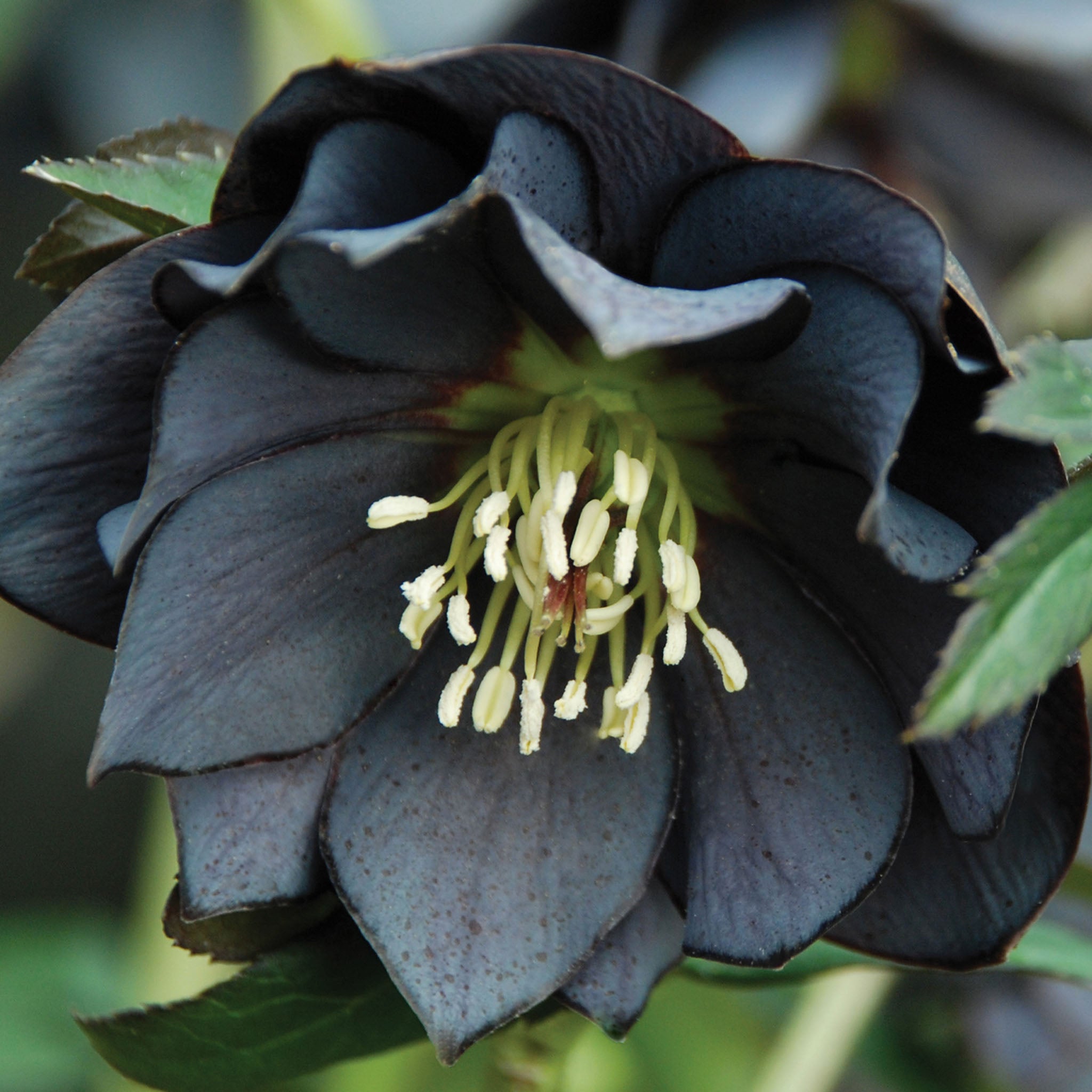 Onyx Odyssey Hellebore