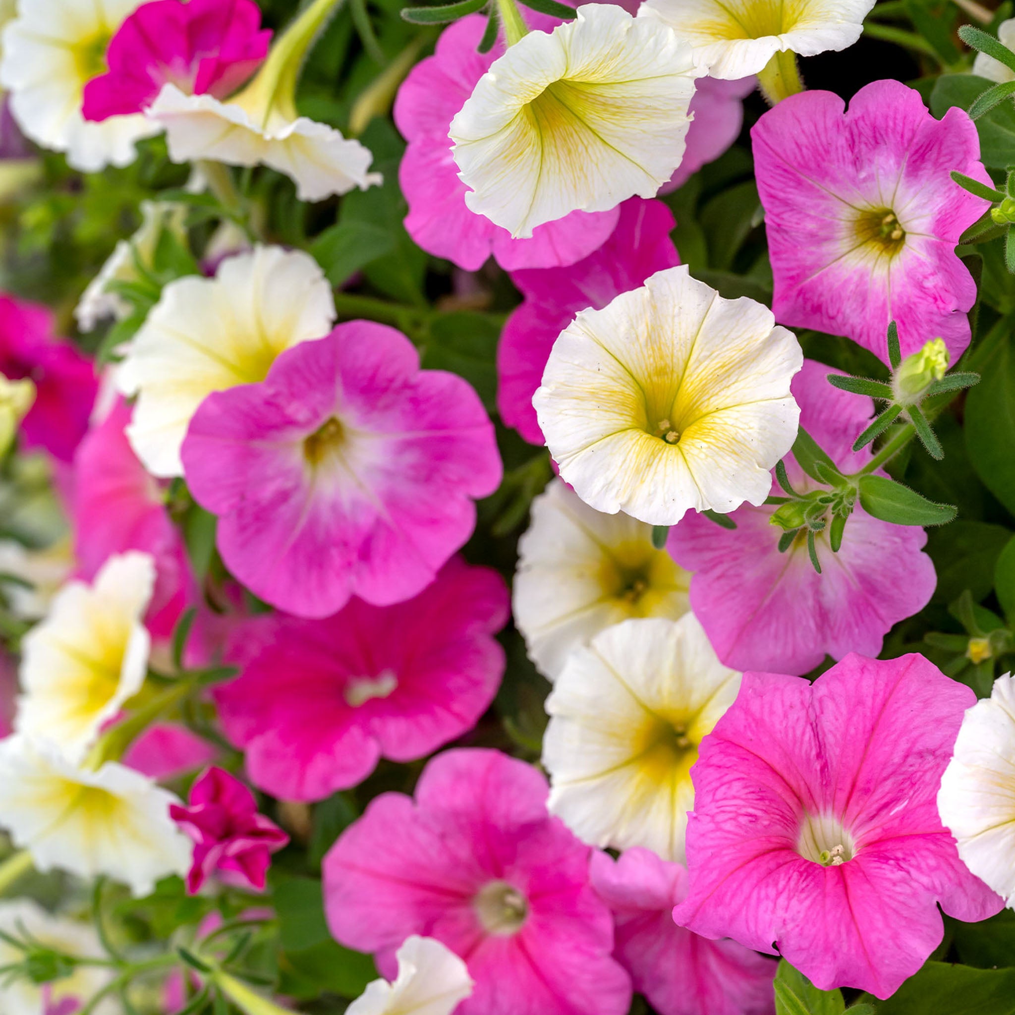 Easy Wave Sweet Taffy Mix Petunia