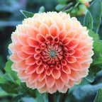 Cornel Bronze Dahlia Tubers