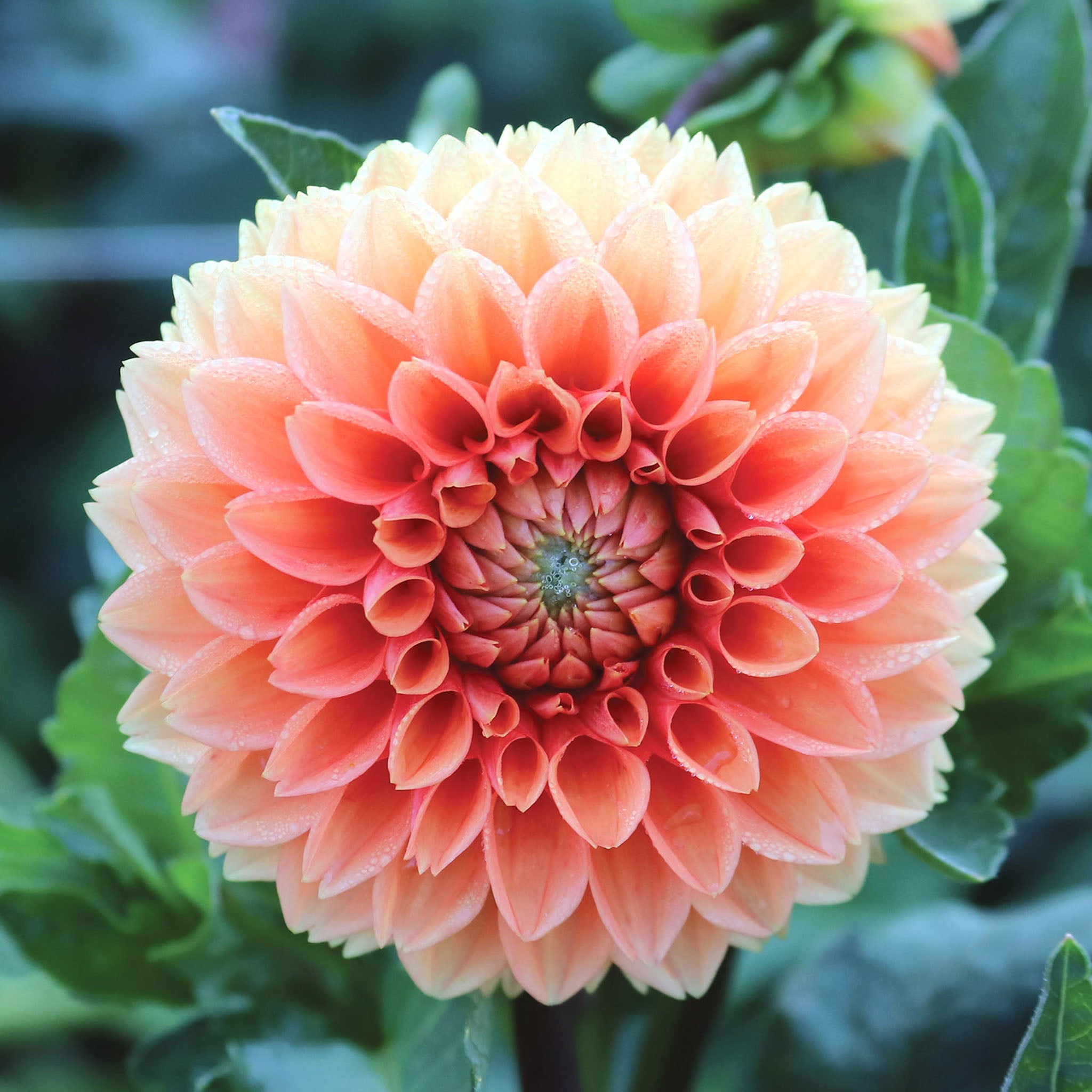 Cornel Bronze Dahlia Tubers