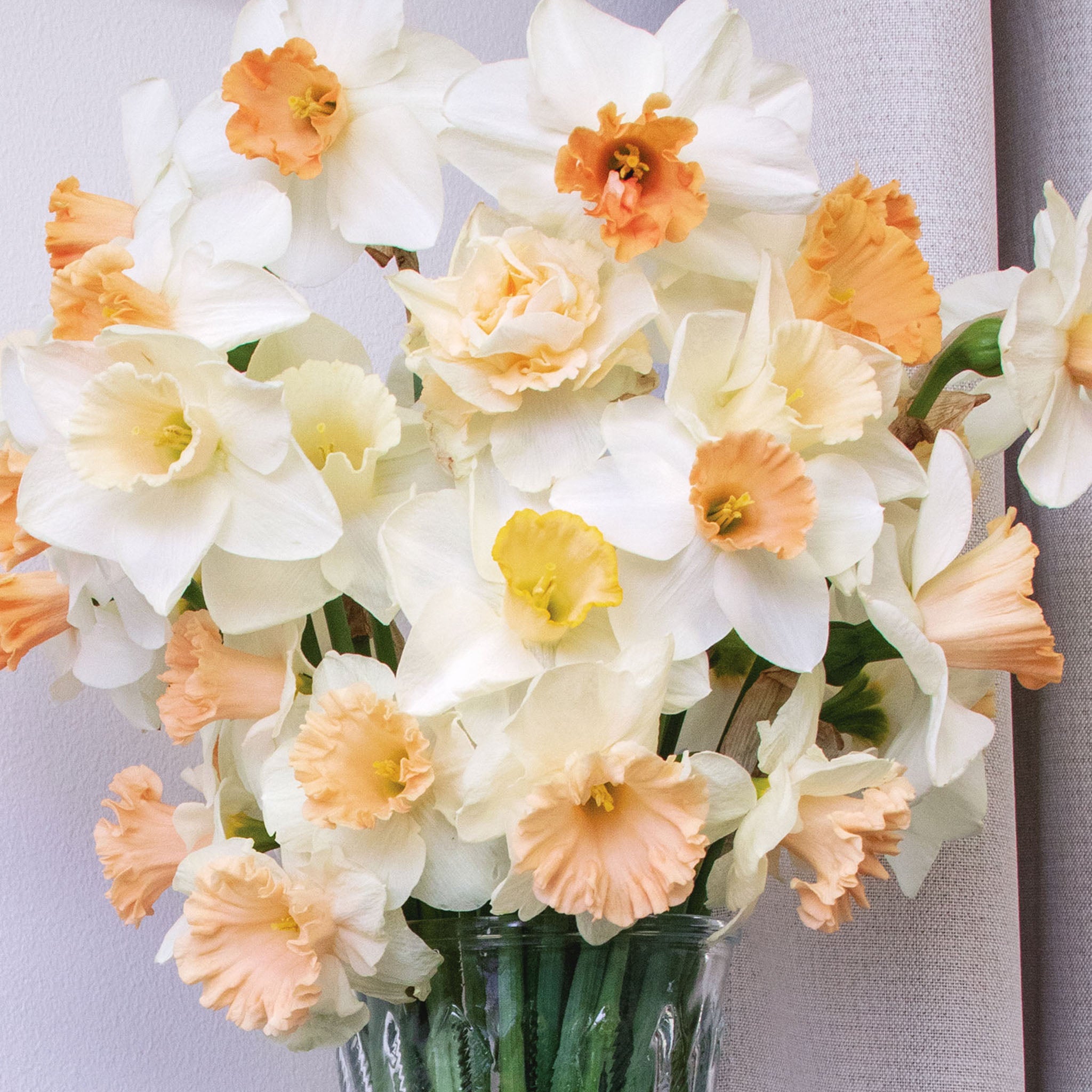 Pink Mix Daffodil Bulbs