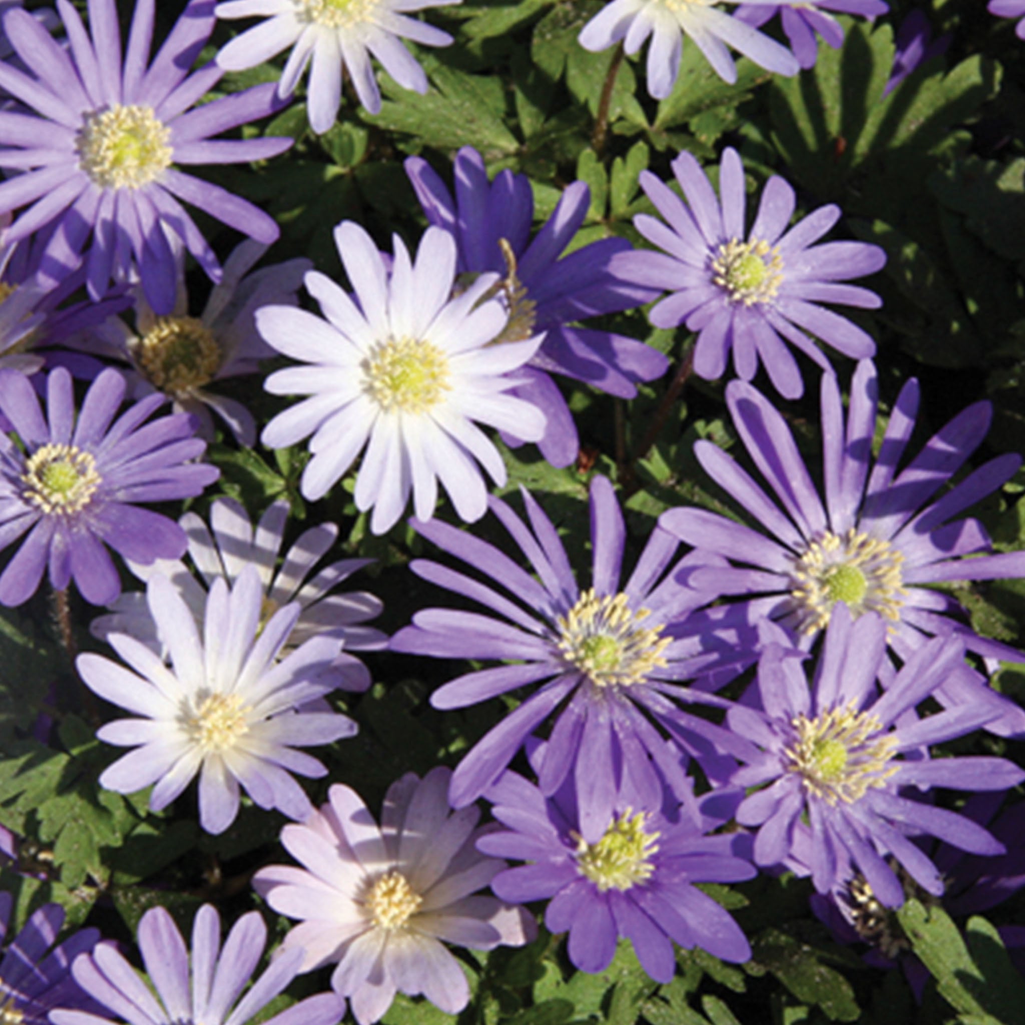 Anemone Blanda Mix Bulbs