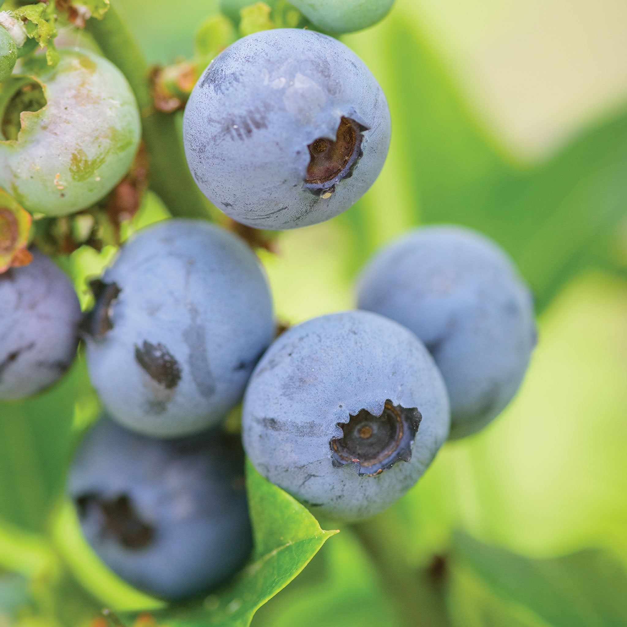 Top Hat Blueberry