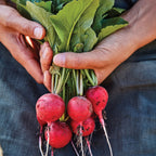 Solaris Radish