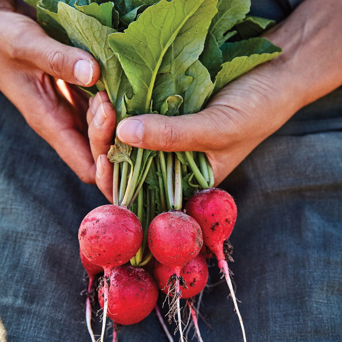 Solaris Radish