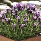 Bandera Purple Lavender