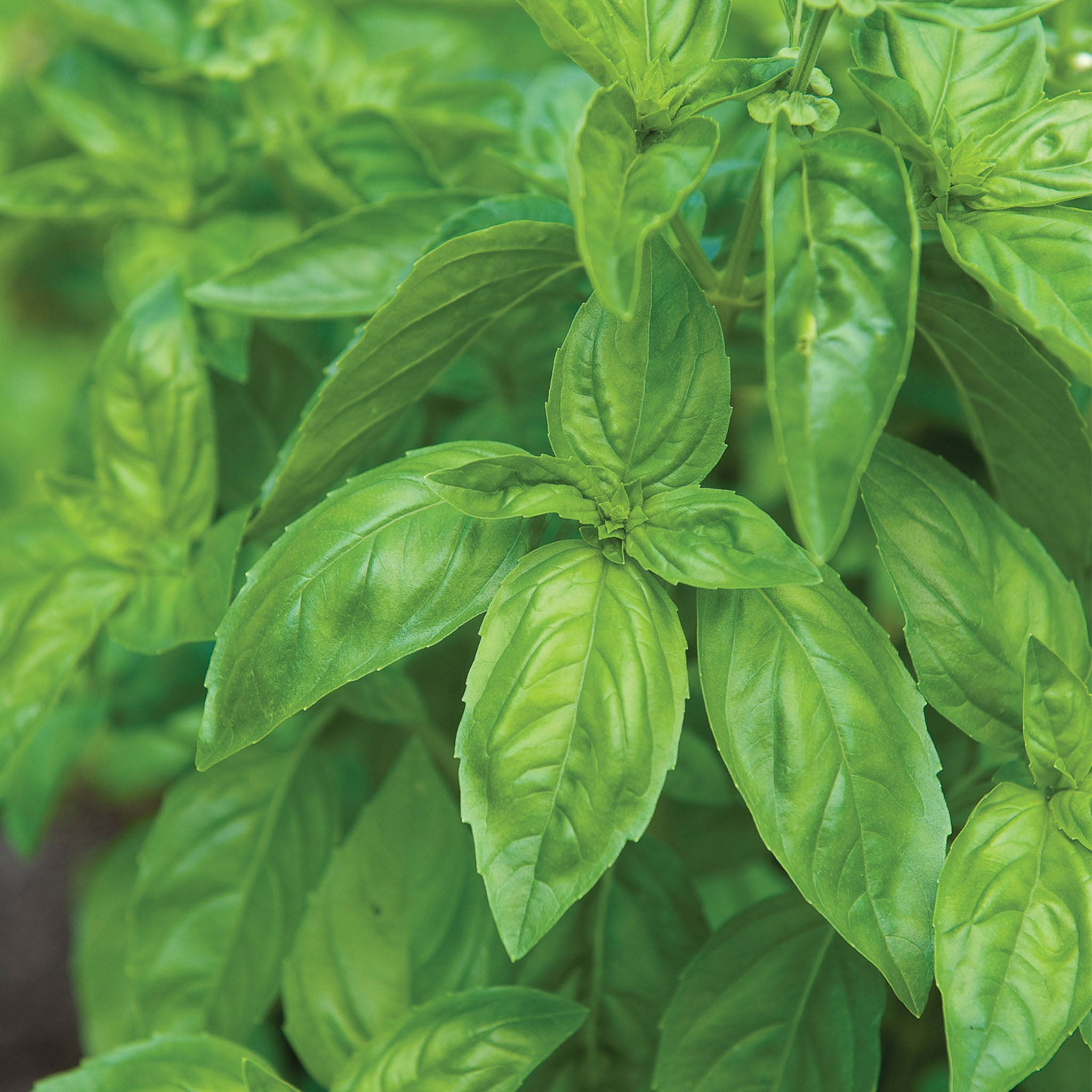 Genovese Basil