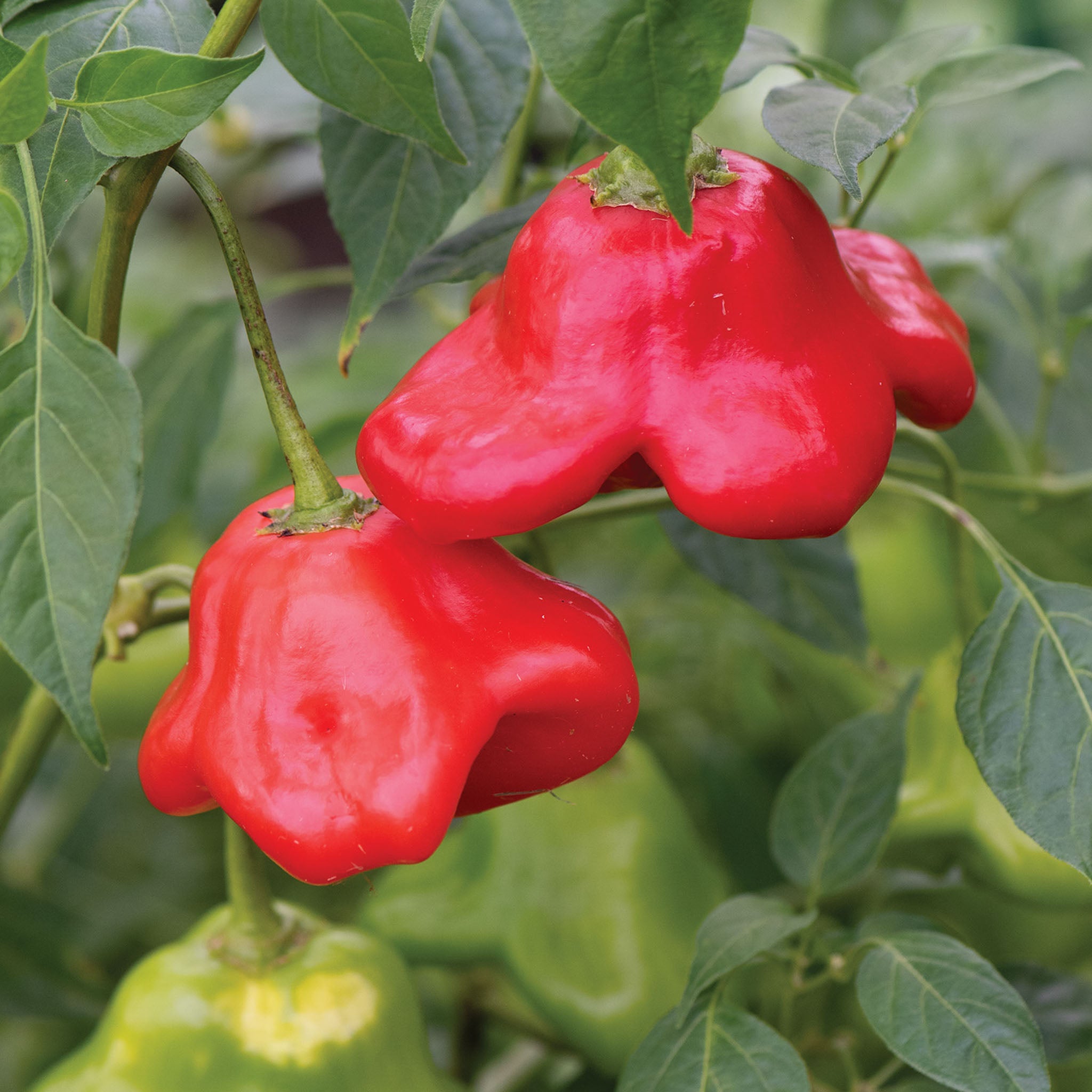 Mad Hatter Hot Pepper