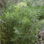 Mammoth Dill