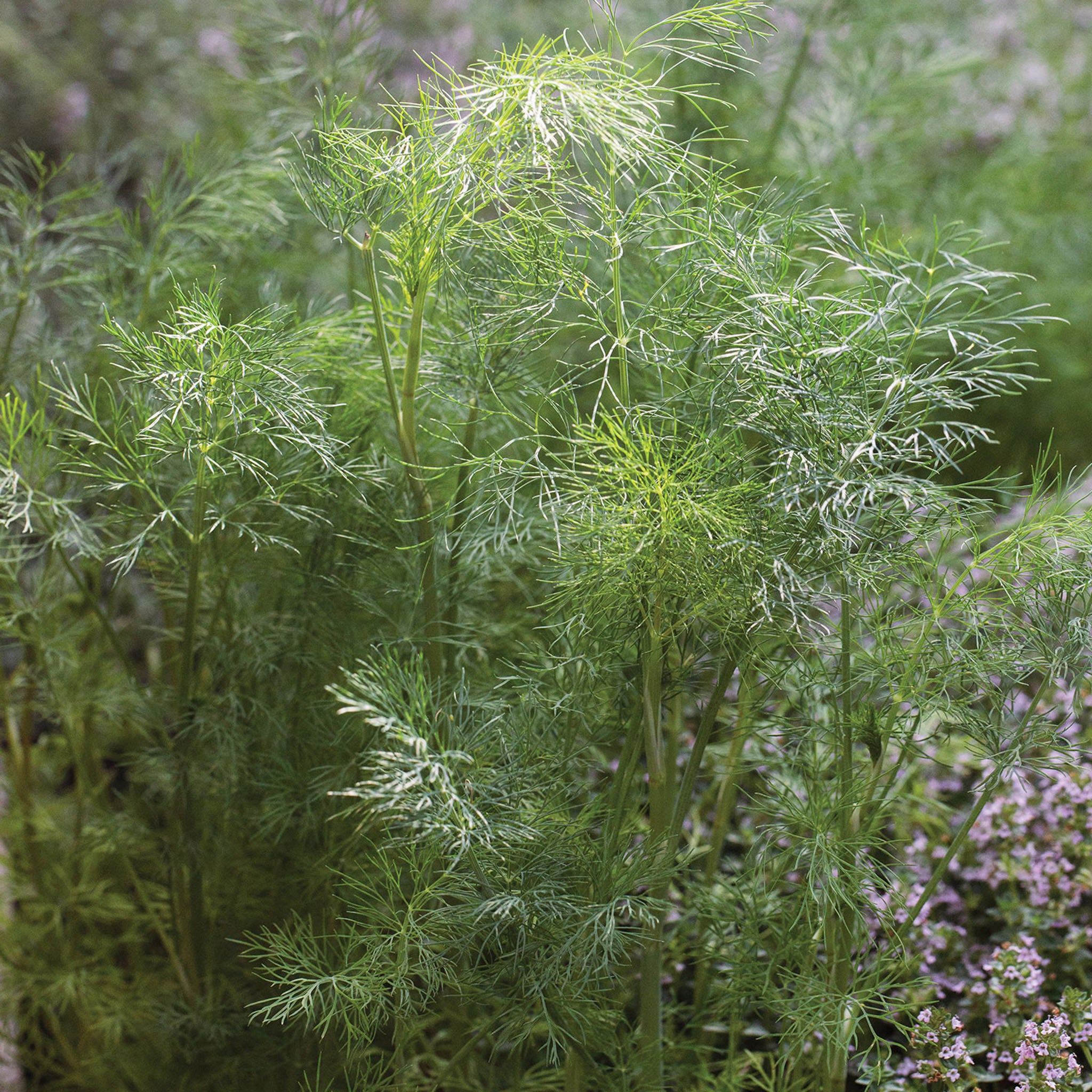 Mammoth Dill