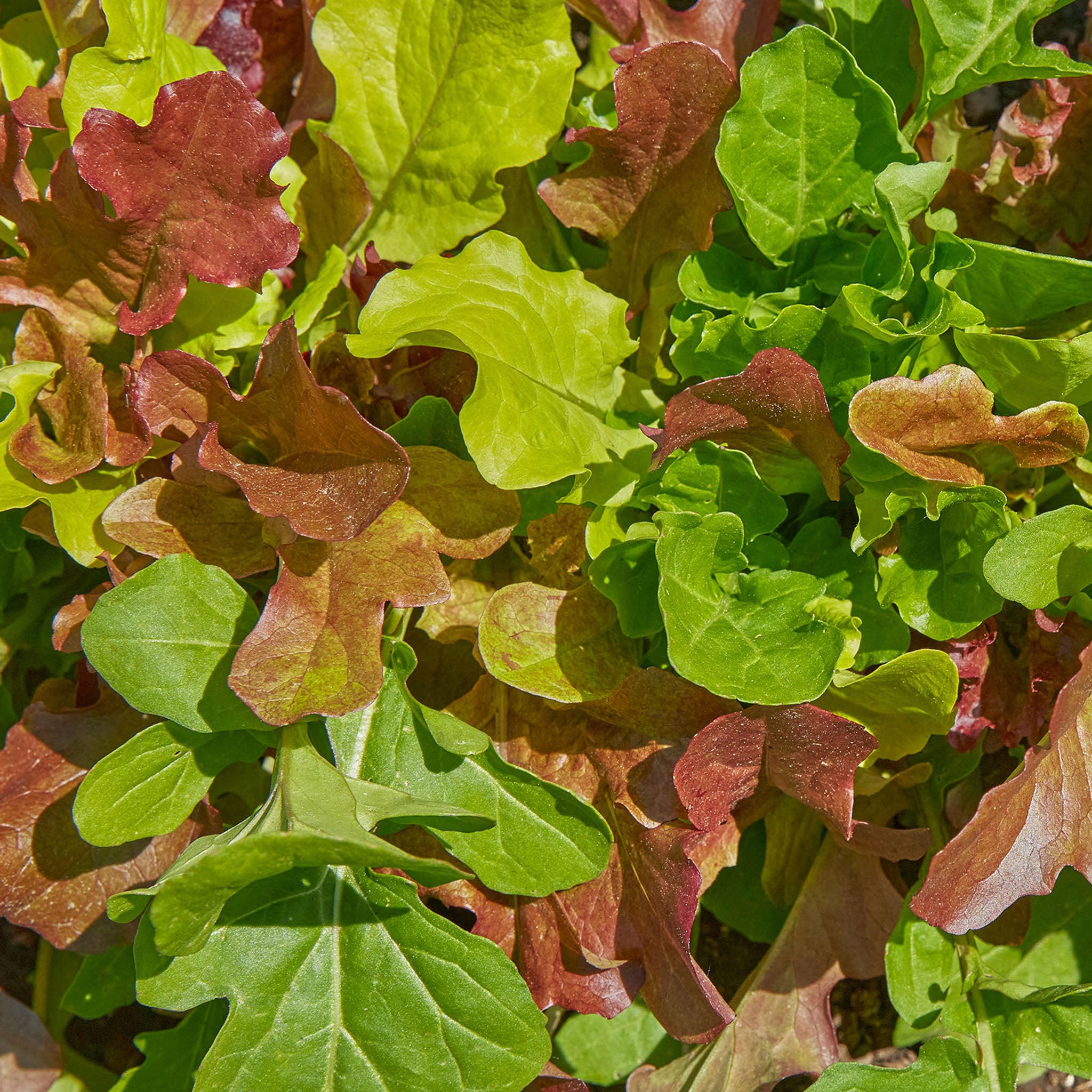 Salad Mix Mesclun