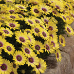 Blue Eyed Beauty Osteospermum