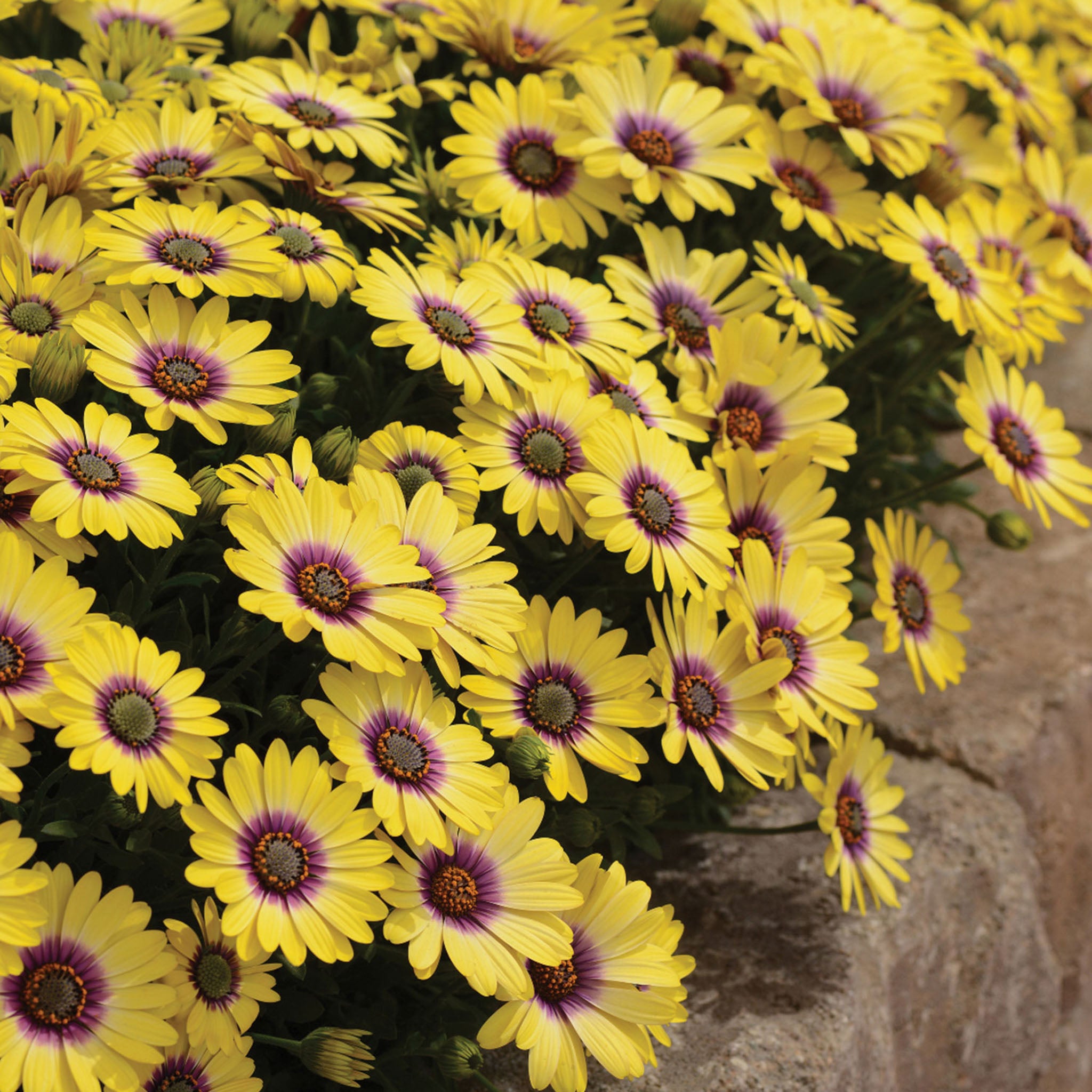 Blue Eyed Beauty Osteospermum