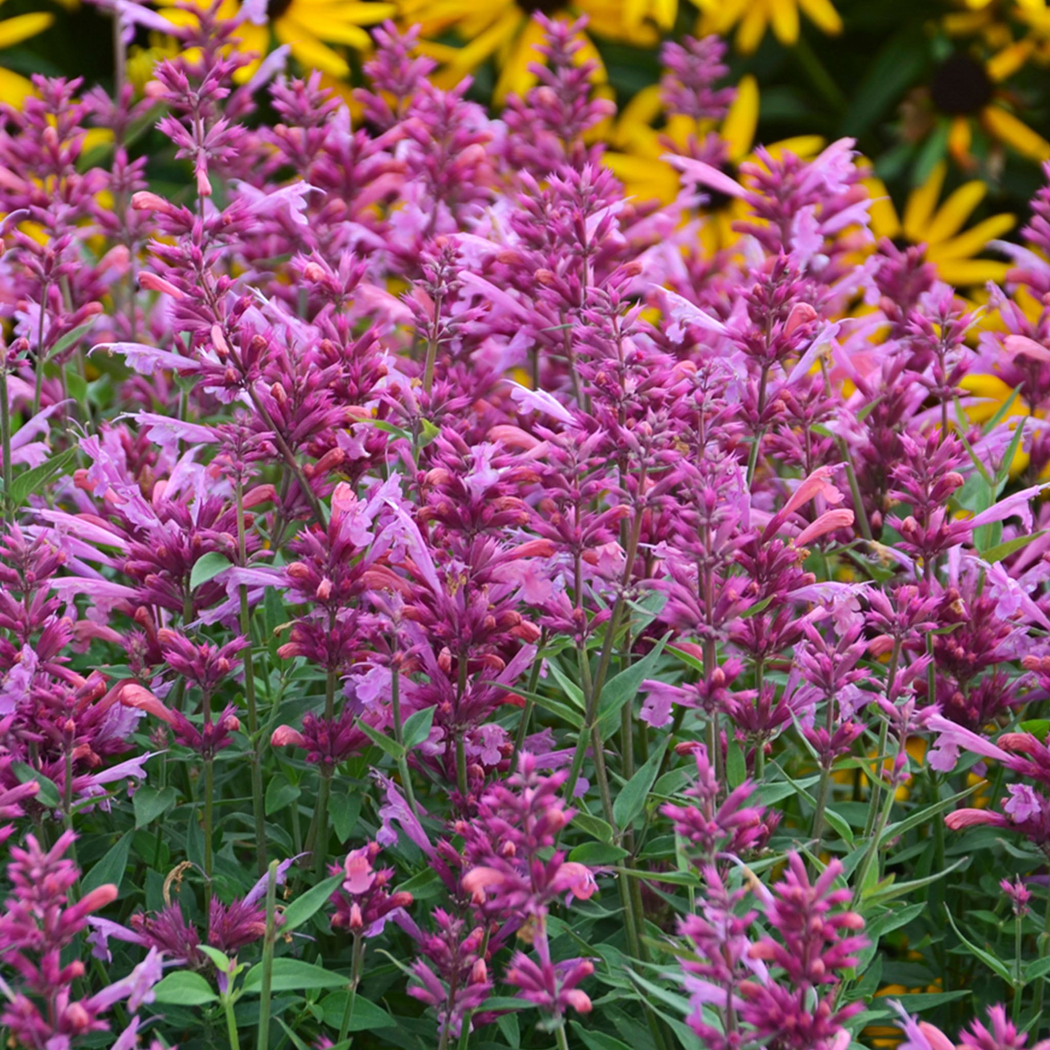 Rosie Posie Agastache