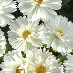 Psyche White Cosmos