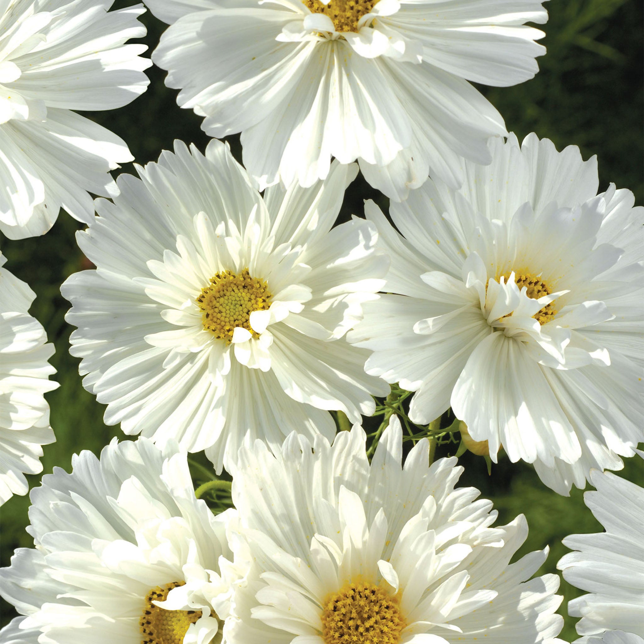 Psyche White Cosmos