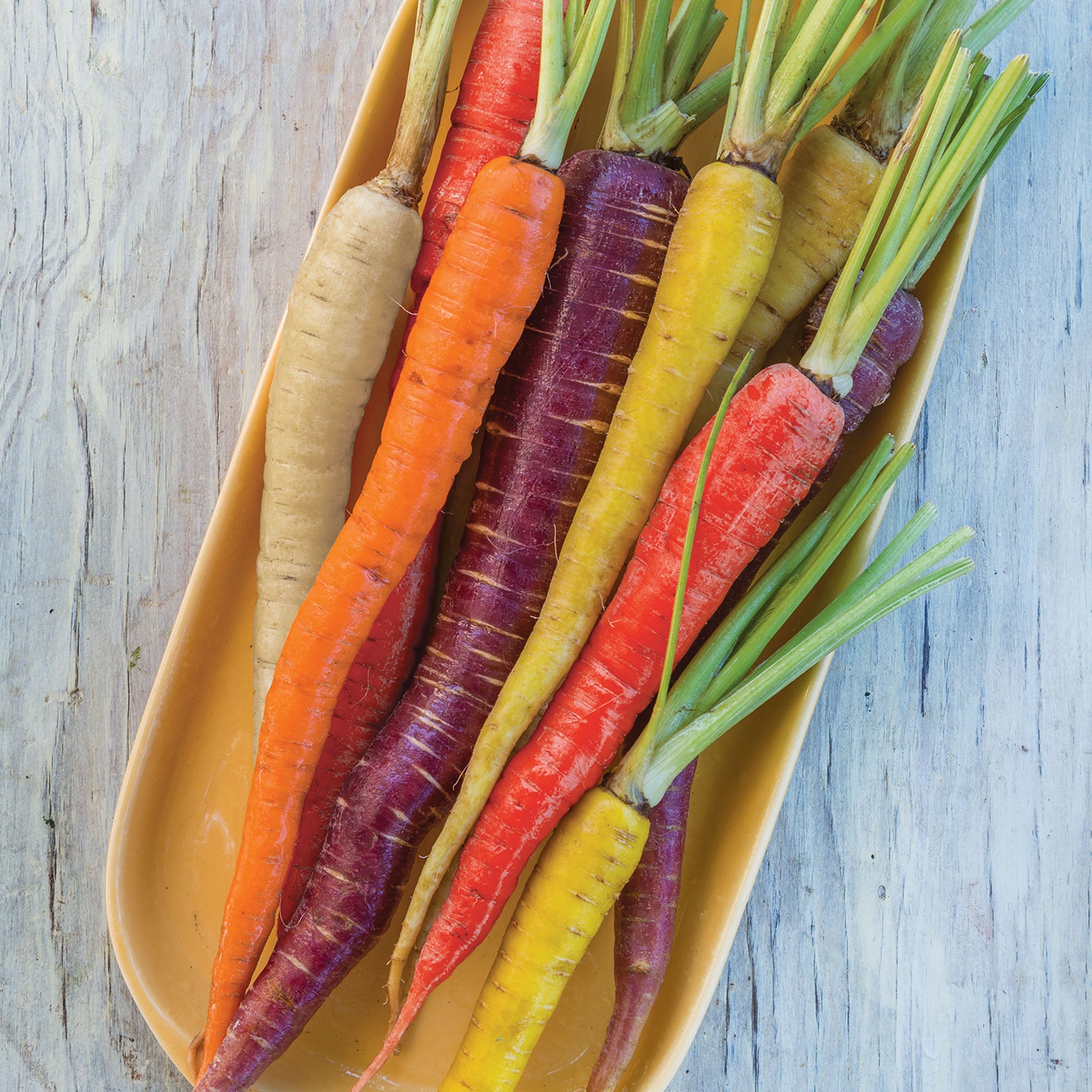 Kaleidoscope Blend Carrot