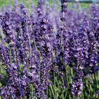 Provence Blue Lavender