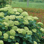 Invinsibelle Sublime Hydrangea