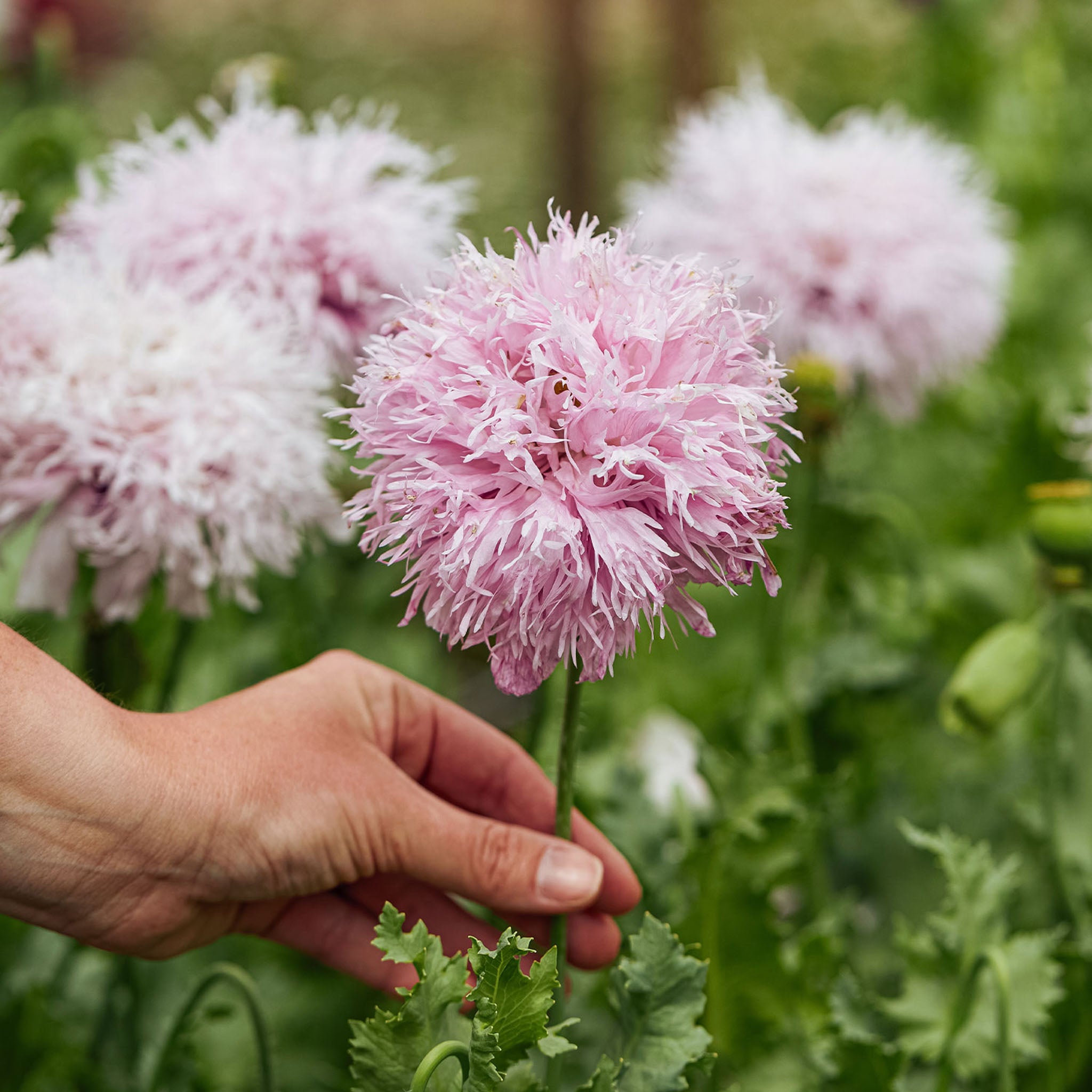 Lilac Pom Pom Poppy