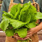 Florida Broad Leaf Mustard