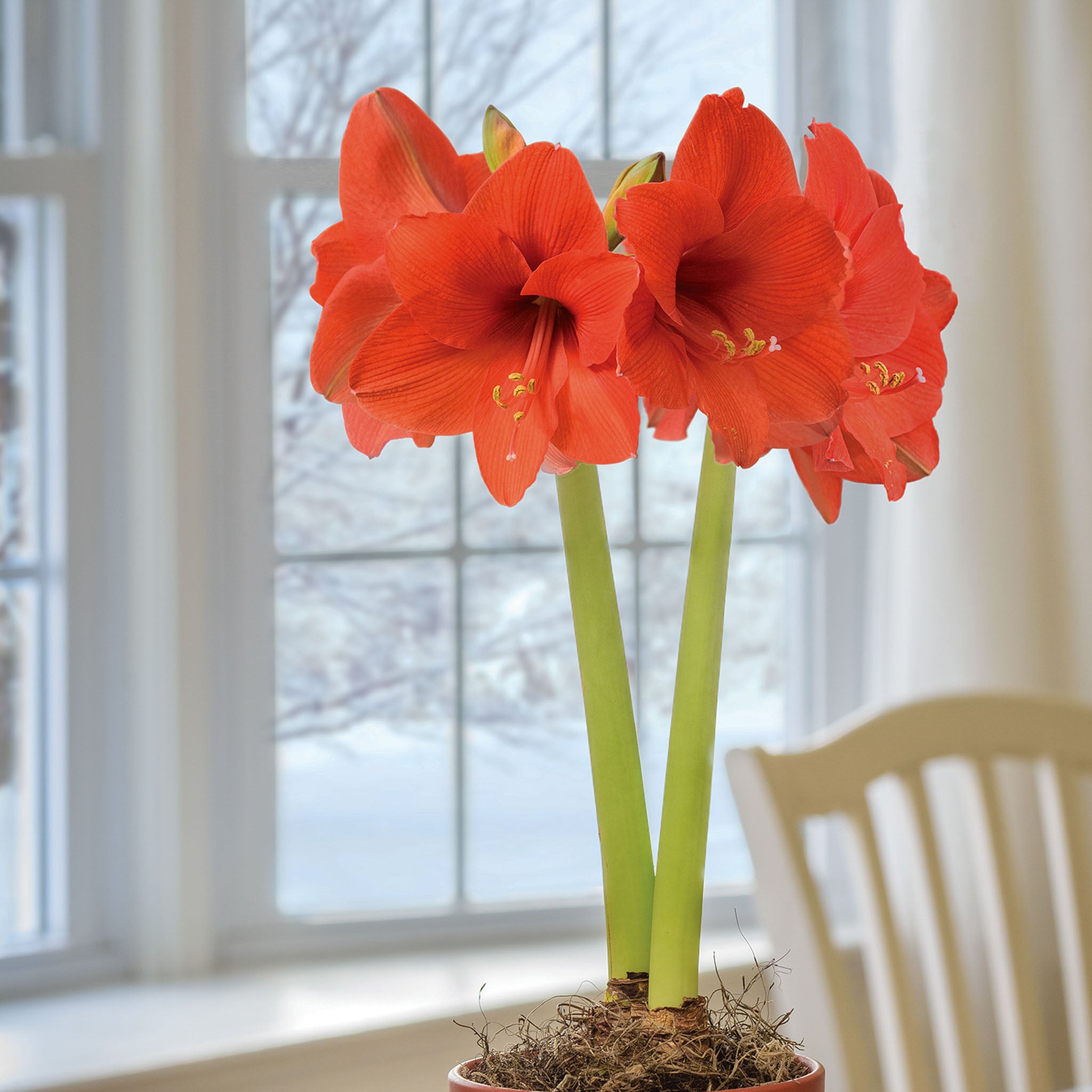Naranja Amaryllis Bulb