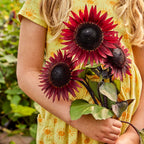 Desire Red Sunflower