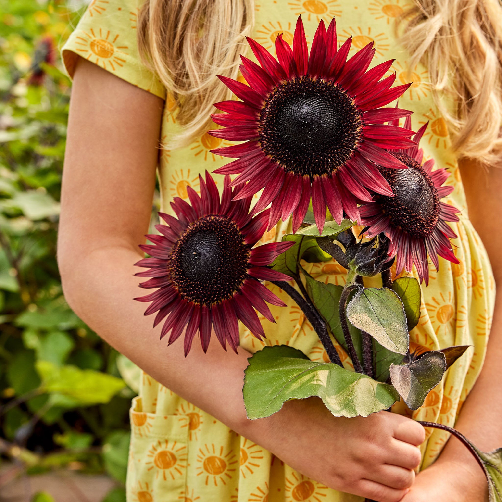 Desire Red Sunflower