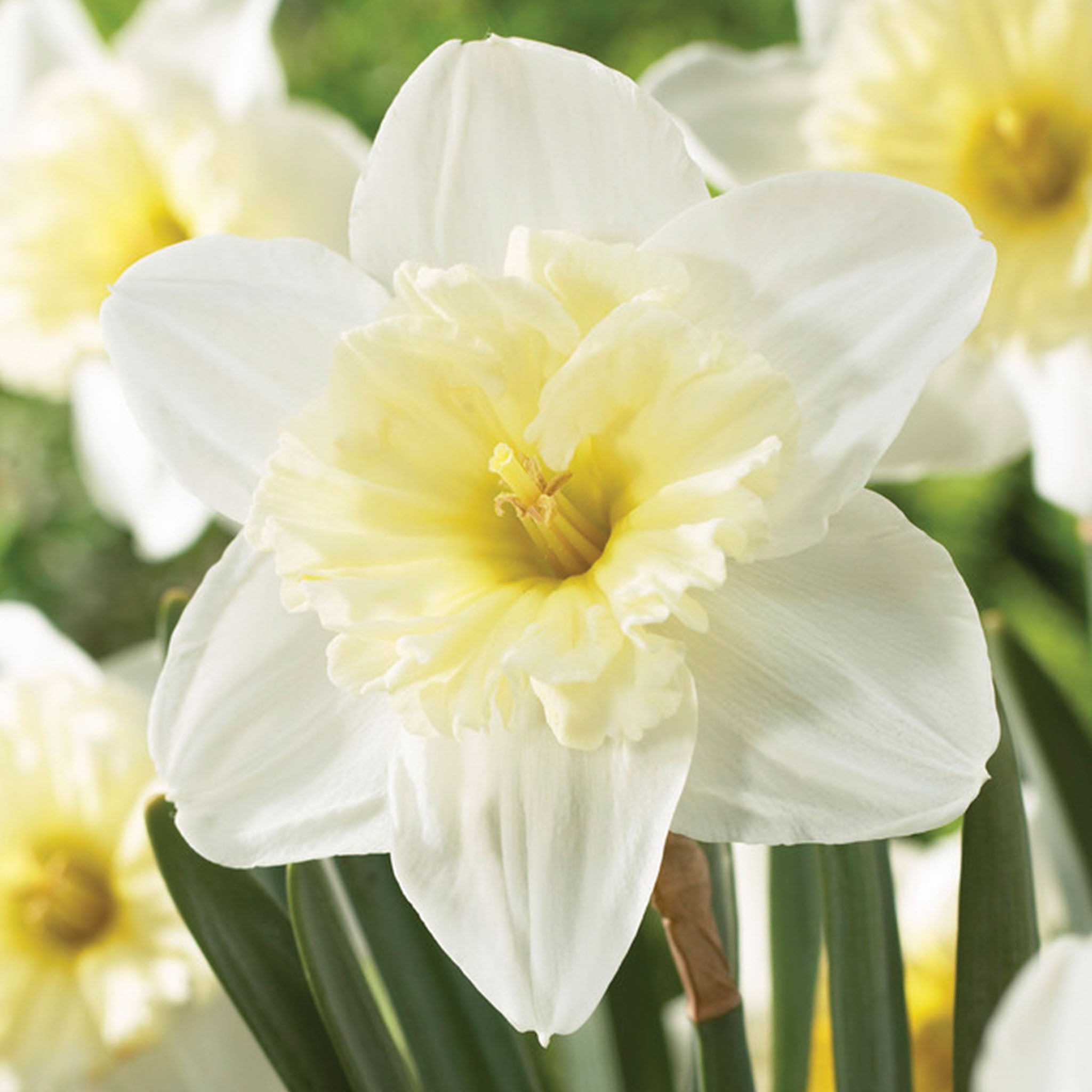 Ice Follies Daffodil Bulbs