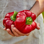 Sweet Stuff Sweet Pepper